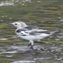 Motacilla alba