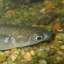 Mugil cephalus