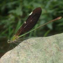Neurobasis chinensis