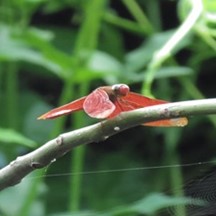Neurothemis fulvia