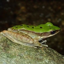 Odorrana chloronota
