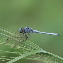 Orthetrum luzonicum