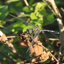 Orthetrum sabina sabina