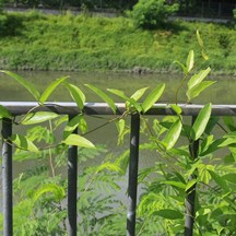 Paederia scandens