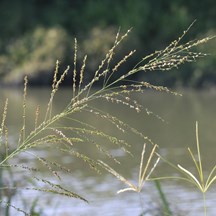Panicum maximum