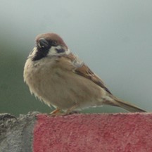 Passer montanus