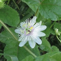 Passiflora foetida