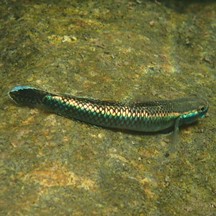 Stiphodon atropurpureus
