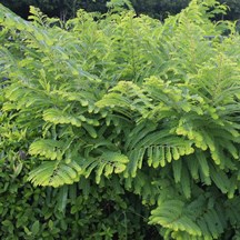 Phyllanthus emblica