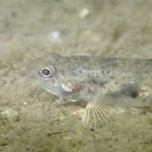 Pseudogobius javanicus
