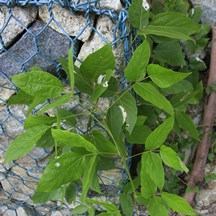 Pueraria lobata