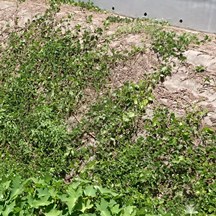 Pueraria phaseoloides
