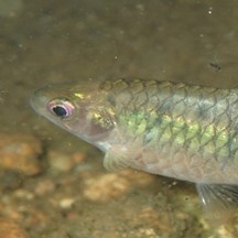 Puntius semifasciolatus