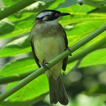 Pycnonotus sinensis