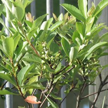 Rhaphiolepis indica