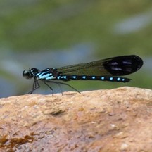 Rhinocypha perforata perforata