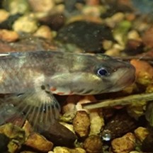 Rhinogobius duospilus