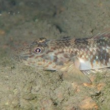 Rhinogobius giurinus