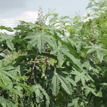 Ricinus communis