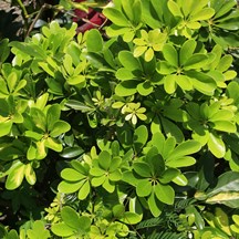 Schefflera arboricola