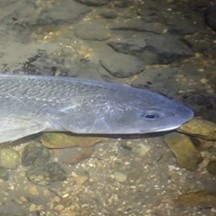 Sciaenops ocellatus