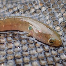 Channa asiatica