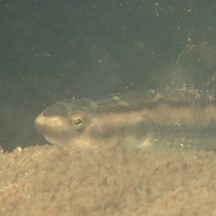Stiphodon cf. multisquamus