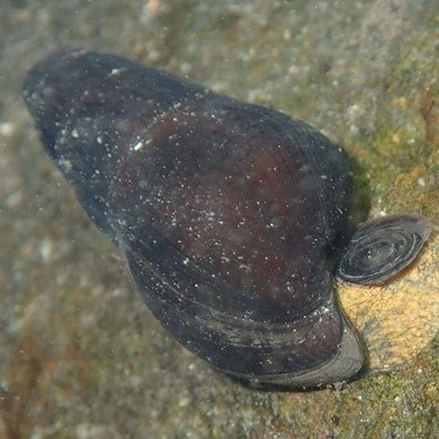 Sulcospira hainanensis