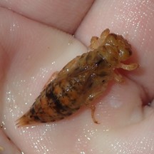 Paragomphus capricornis (Larva)