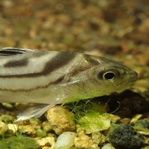 Terapon jarbua