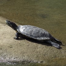 Trachemys scripta elegans