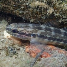 Tridentiger trigonocephalus