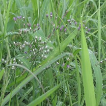 Vernonia cinerea