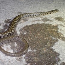 Xenochrophis flavipunctatus