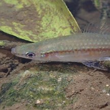 Xiphophorus hellerii