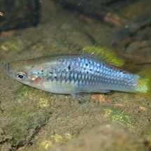 Xiphophorus variatus