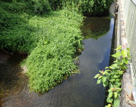 River upstream picture