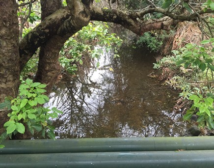 River downstream picture