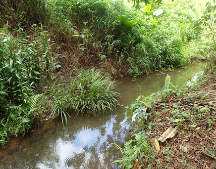 River upstream picture