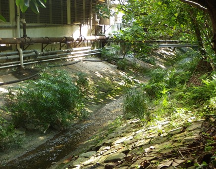 River downstream picture