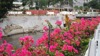 Draping plants Bougainvillea spectabilis