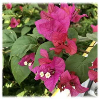 Roadside Planter - Brazil Bougainvillea
