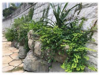 Artificial Rock Planter