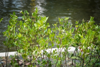 Aegiceras Corniculatum