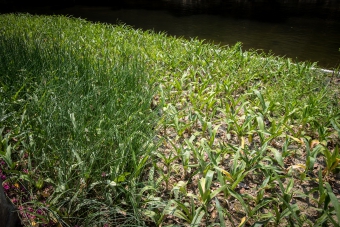 Softstem Bulrush