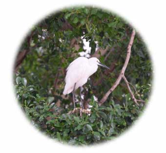Little Egret