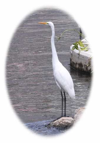 Great Egret
