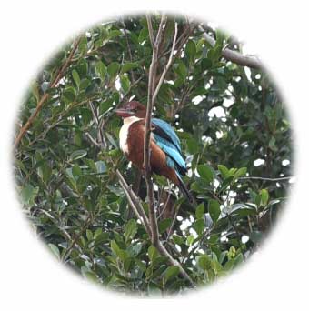 White-Throated Kingfisher