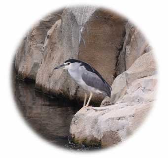 Black-crowned Night Heron (Adults)