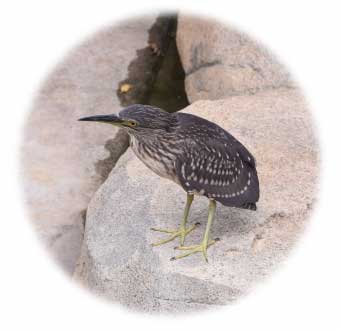 Black-crowned Night Heron (Immature Heron)